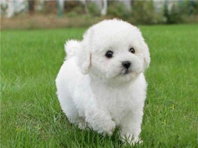 比熊犬能长多少斤