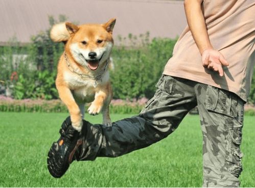 怎么教育宠物狗比较好呢