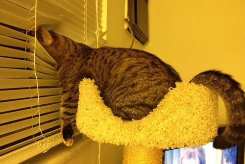 快递怎么运送宠物猫回家