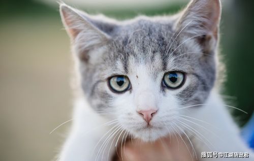 宠物猫应该怎么喂鱼