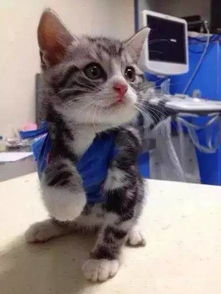 猫骨折要花多少钱
