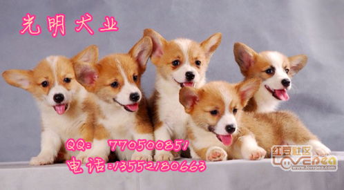 柯基犬幼崽多少钱一只