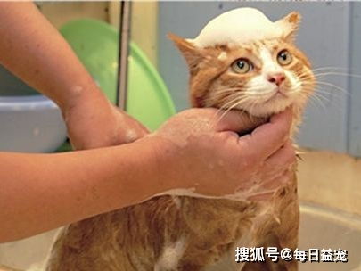 怎么帮宠物猫洗澡