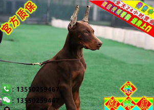 小宠物狗杜宾怎么养的