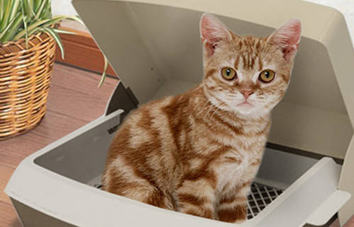 怎么治宠物猫