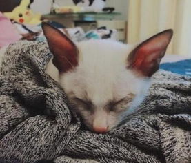 捡到宠物猫粘人怎么办啊