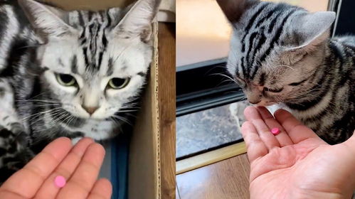 宠物猫药怎么吃