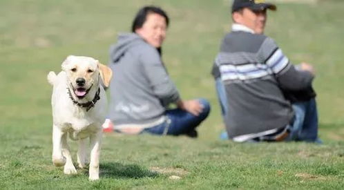 宠物狗怎么不跟人玩耍呢