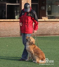 怎么让宠物狗服从命令呢