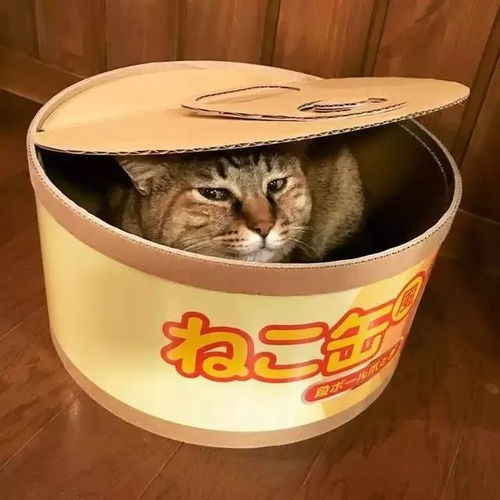 宠物猫做罐头怎么做的呢