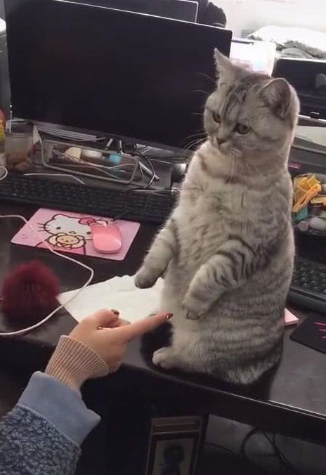 宠物猫怎么和他玩