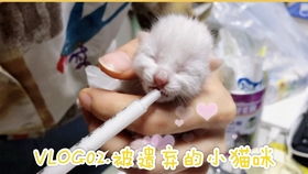 刚出生小宠物狗怎么喂养