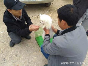 怎么让父母给我买一只宠物狗