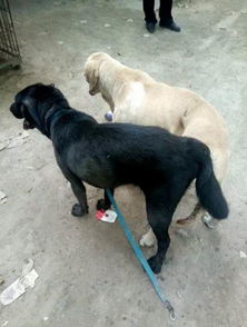 宠物狗房间大型犬怎么养