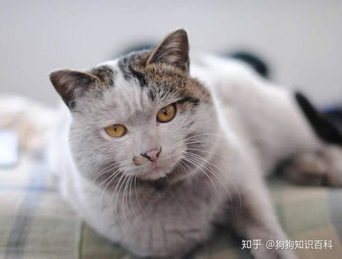 家猫怎么变宠物猫