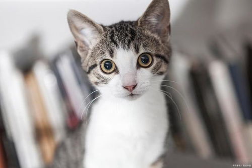 怎么可以寄宠物猫