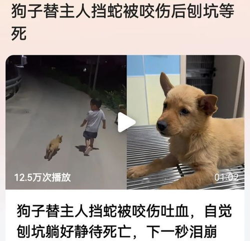 被蛇咬伤的宠物狗怎么办