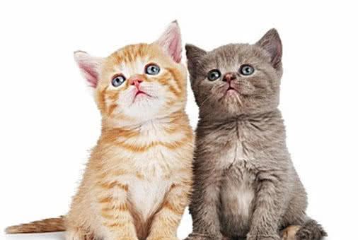 宠物猫的主人怎么称呼