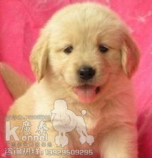 宠物狗怎么看品相好不好