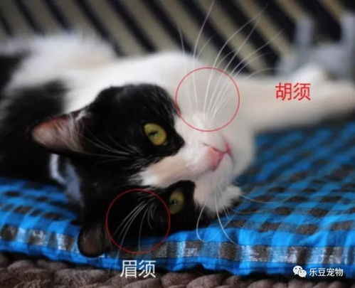 宠物猫胡须怎么剪