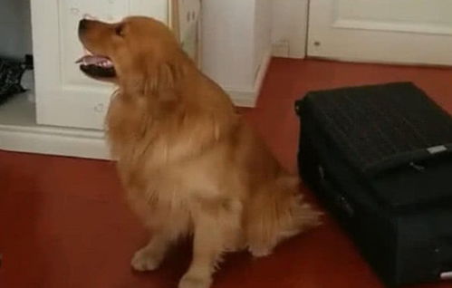 宠物狗突然不见了怎么办