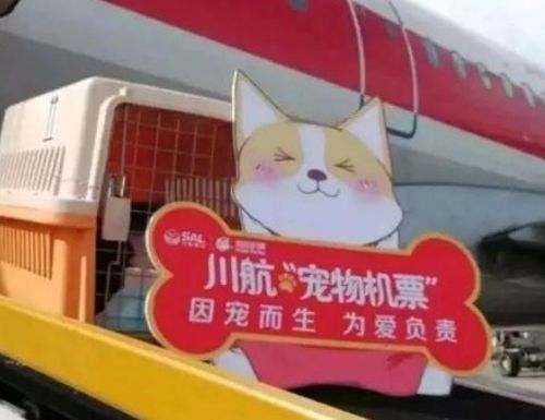 顺丰怎么能寄活体宠物狗