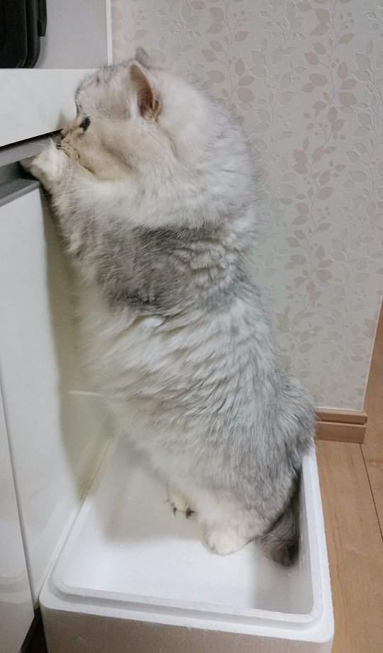 短脚猫多少钱一只