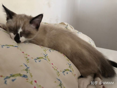 宠物猫夜里怎么睡觉
