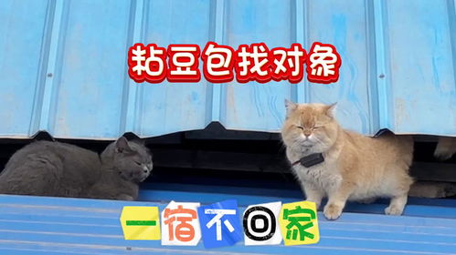 宠物猫在农村生活怎么办