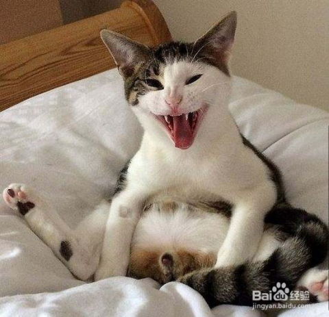 给母猫咪做绝育多少钱