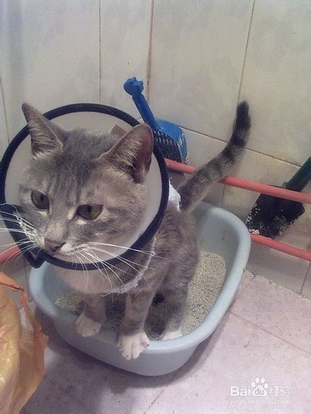 宠物猫怎么用猫砂的