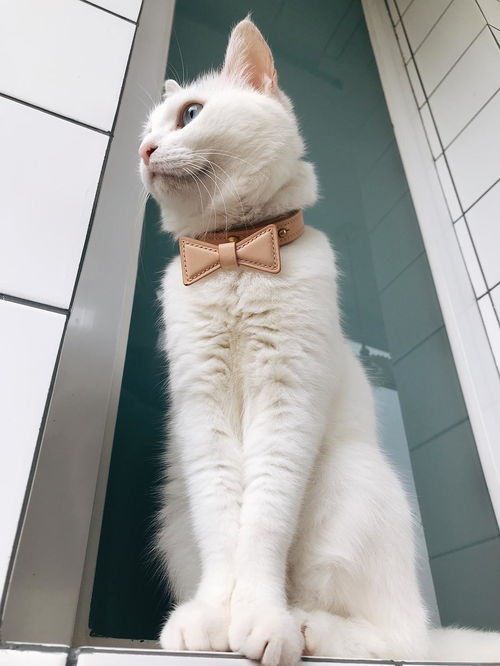 给宠物猫做项圈怎么做的