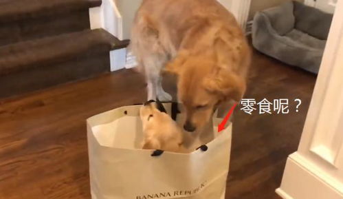 肚子饿吃宠物狗会怎么样