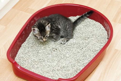 宠物猫砂盆怎么安装