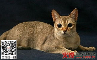 猫价格多少钱一只