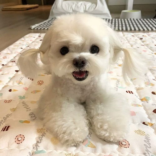宠物狗怎么编小辫子教程