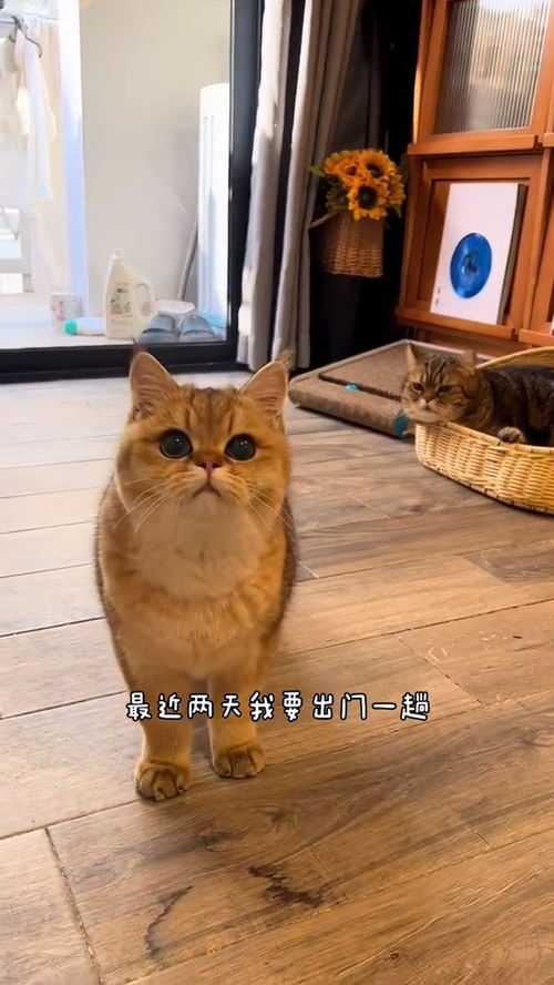 宠物猫不怎么出门