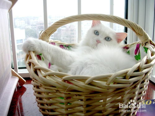 宠物猫怎么看怀孕猫