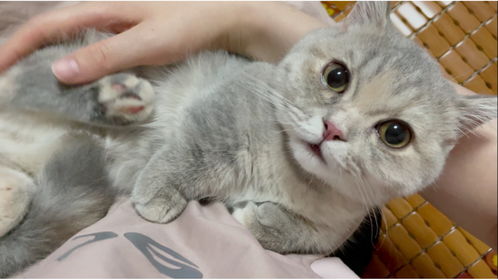 怎么哄宠物猫