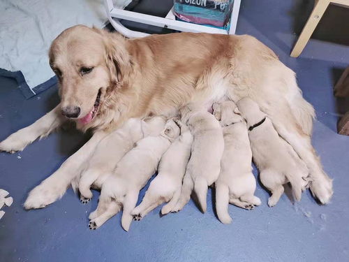 宠物狗生孩子该怎么办