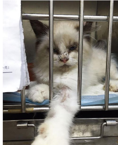 宠物猫狗皮肤病怎么治疗