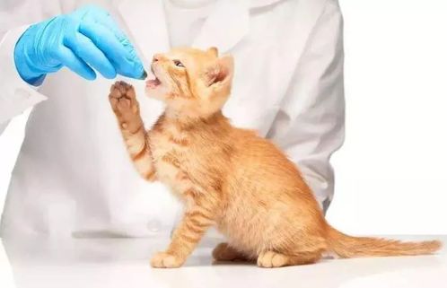 宠物猫怎么检疫