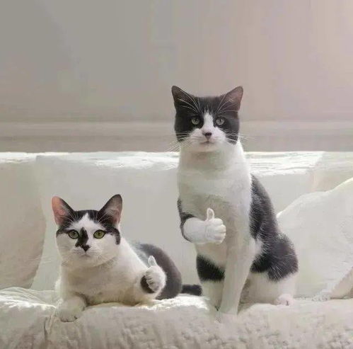 宠物猫被人丢了怎么处理