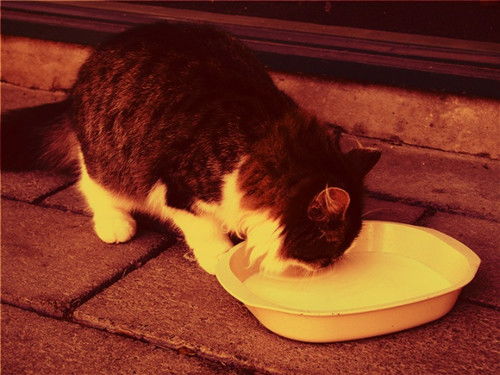 宠物猫怎么喝奶粉好呢