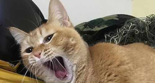 宠物猫怎么清洗沙发
