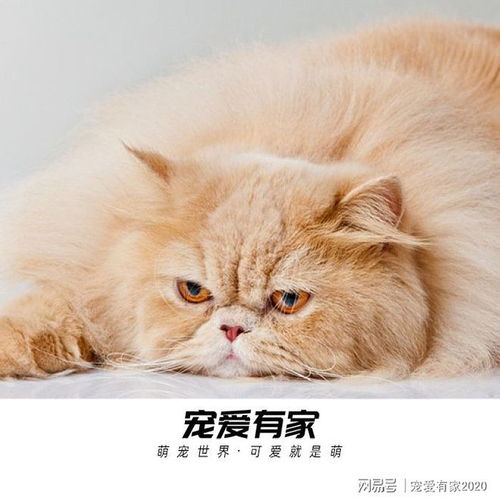 怎么修宠物猫的毛发
