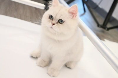宠物猫是怎么邮寄