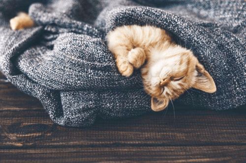 宠物猫怎么找猫窝