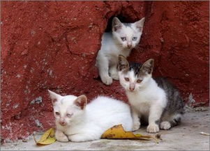 怎么正确喂养宠物猫