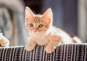 现代人怎么养宠物猫